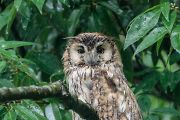 トラフズク トラフズクの画像