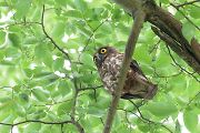 アオバズク アオバズクの画像