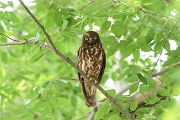 アオバズク アオバズクの画像