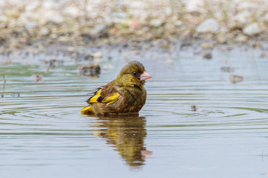 カワラヒワ カワラヒワの画像