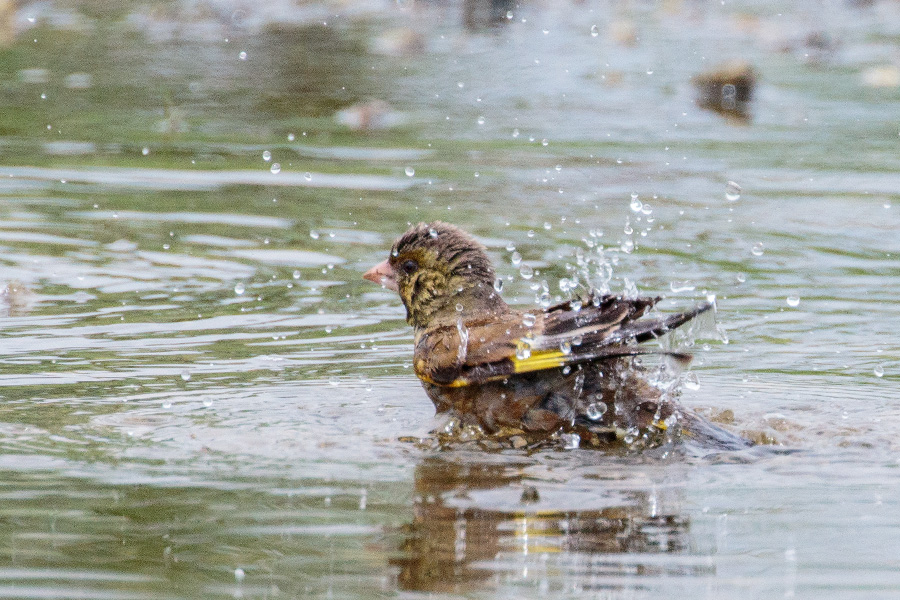 カワラヒワ カワラヒワの画像
