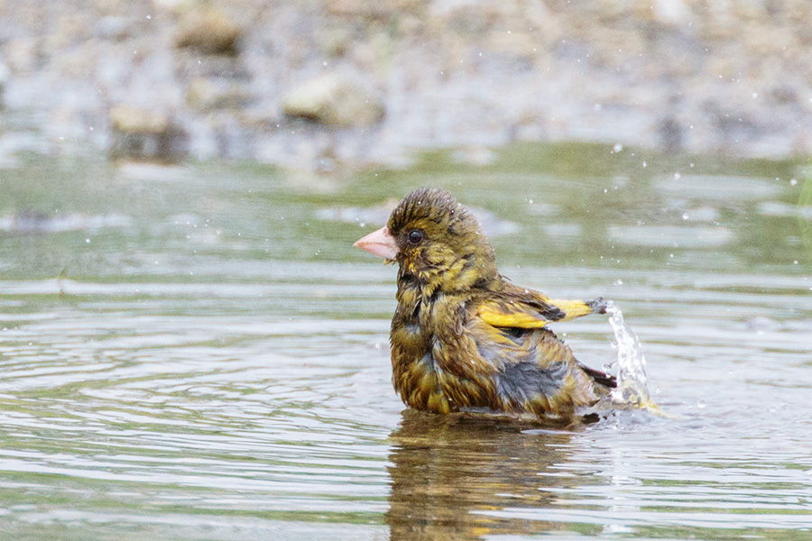 カワラヒワ カワラヒワの画像