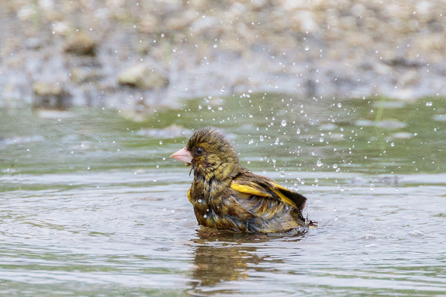カワラヒワ カワラヒワの画像