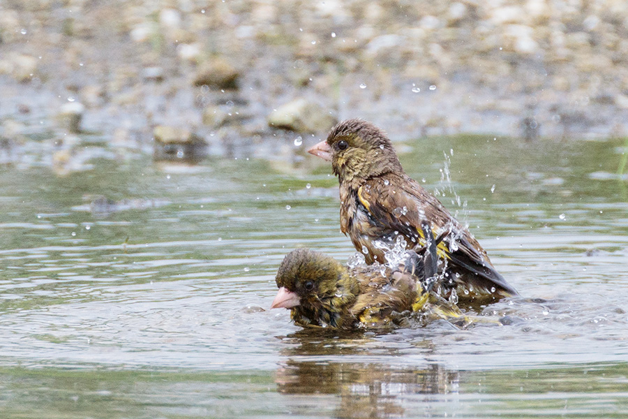 カワラヒワ カワラヒワの画像