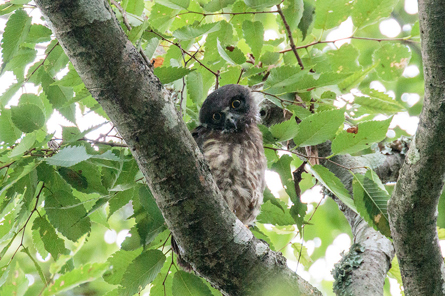 アオバズク アオバズクの画像