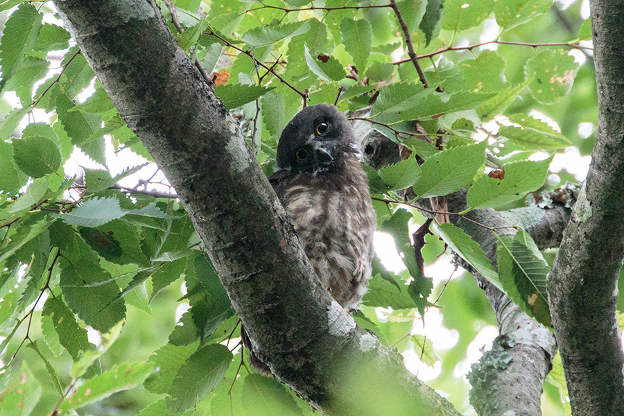 アオバズク アオバズクの画像