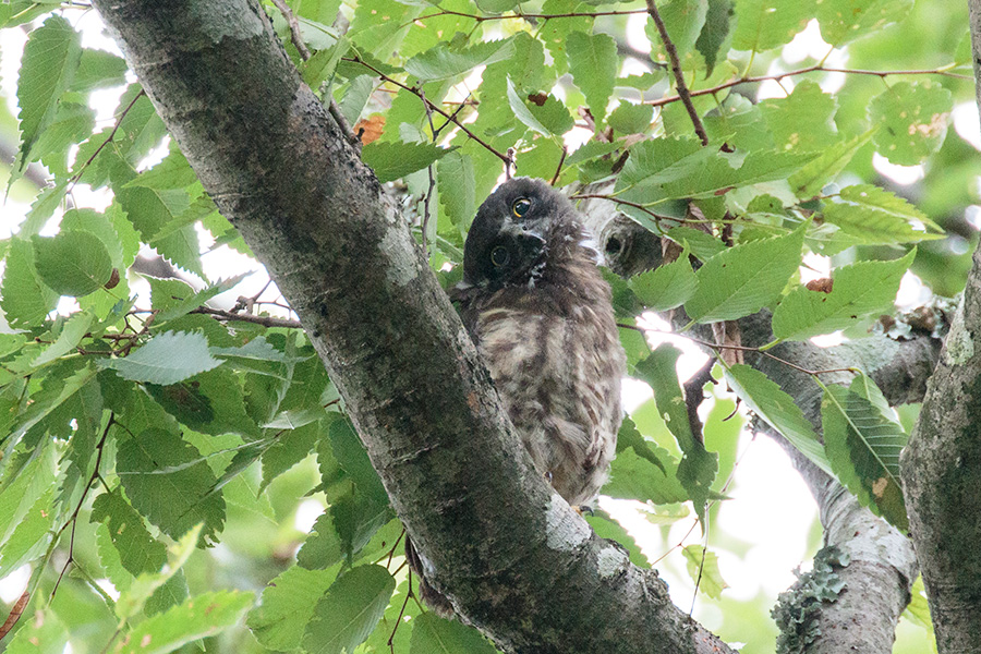 アオバズク アオバズクの画像