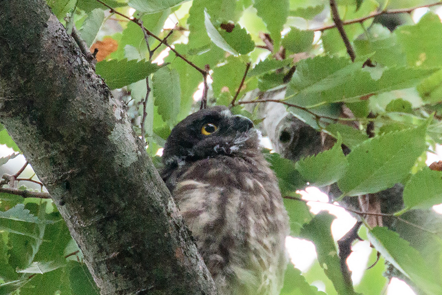 アオバズク アオバズクの画像