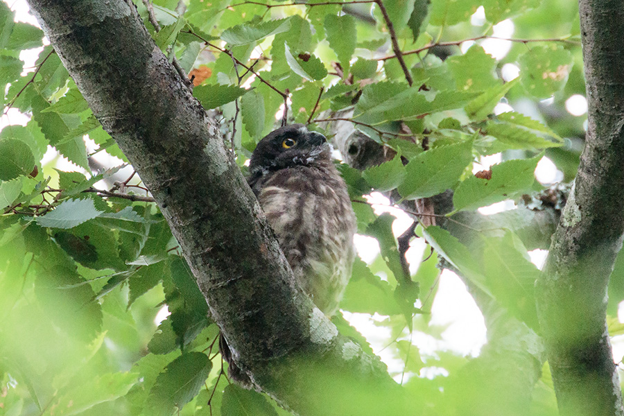 アオバズク アオバズクの画像
