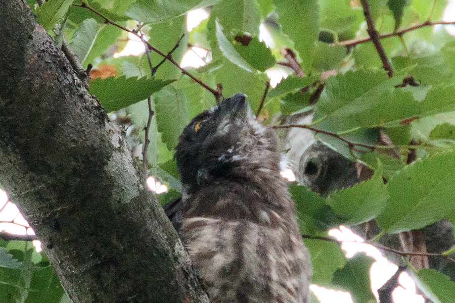 アオバズク アオバズクの画像