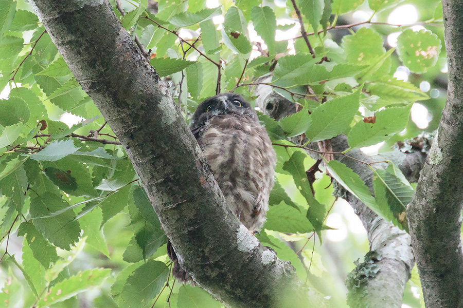 アオバズク アオバズクの画像