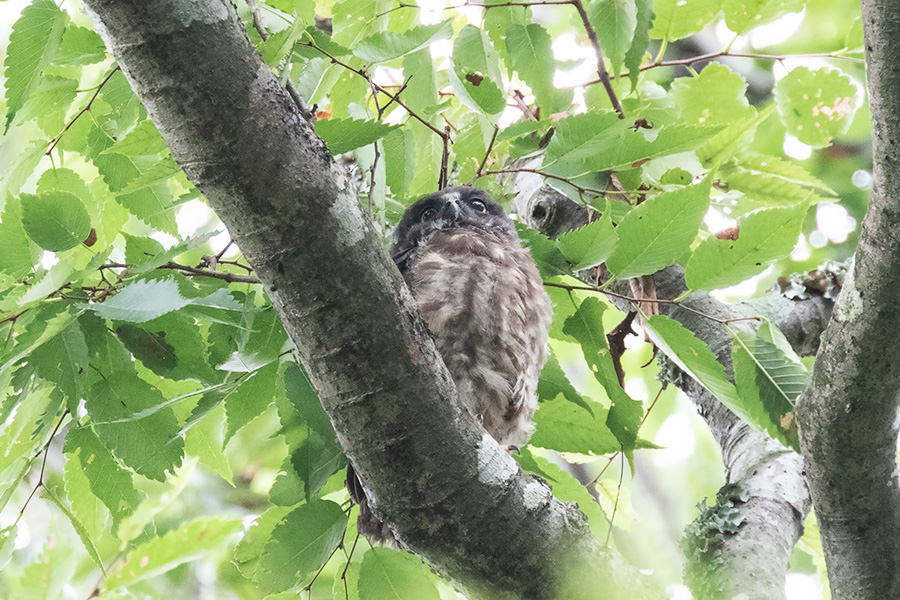 アオバズク アオバズクの画像