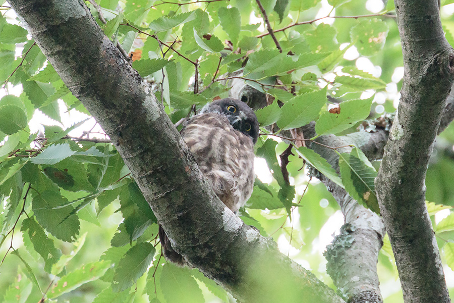 アオバズク アオバズクの画像
