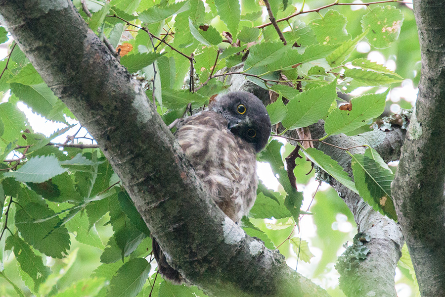 アオバズク アオバズクの画像