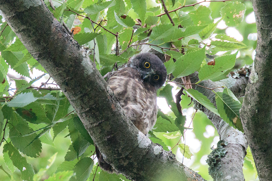 アオバズク アオバズクの画像