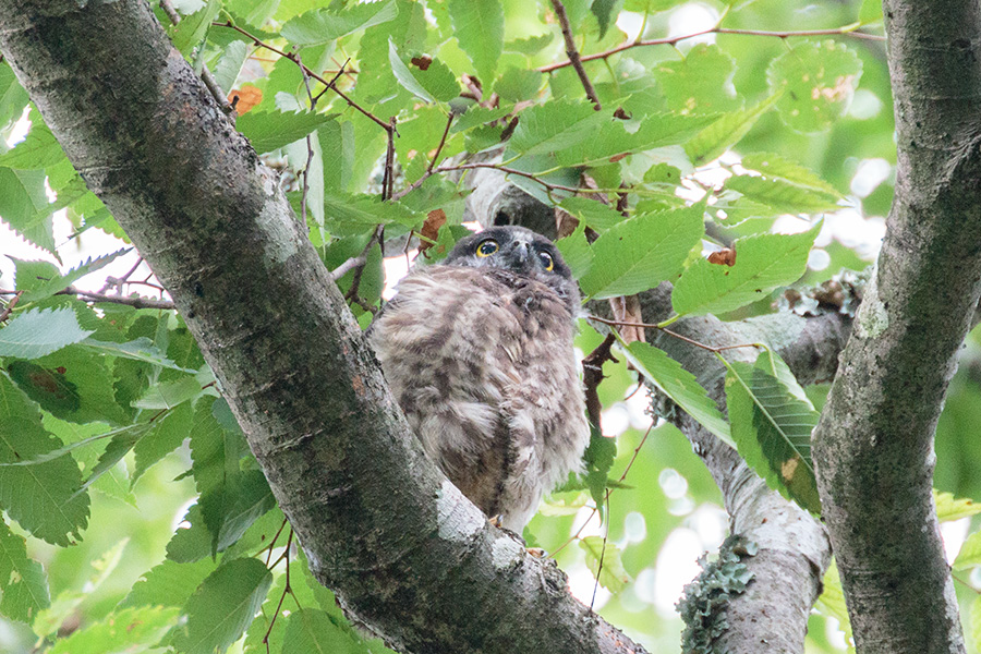アオバズク アオバズクの画像