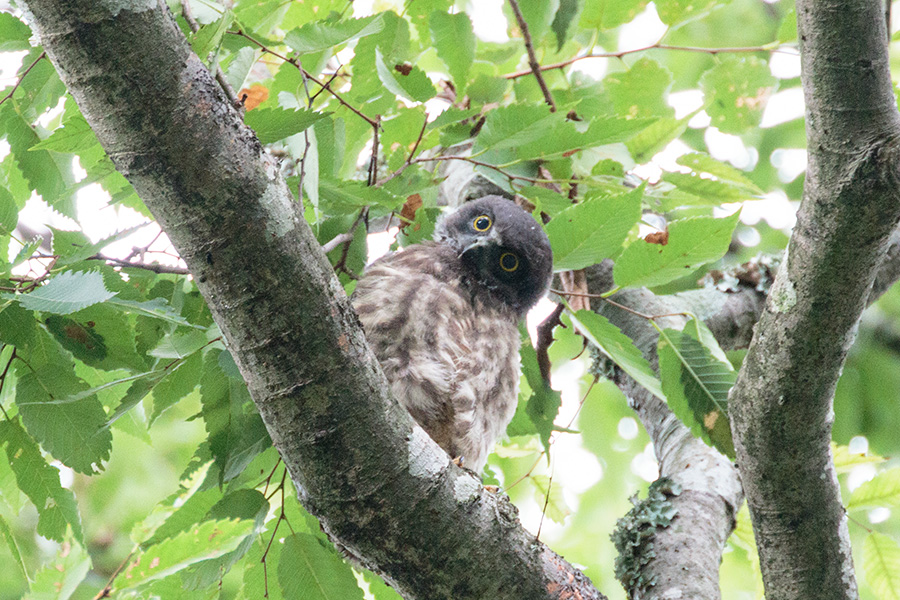 アオバズク アオバズクの画像