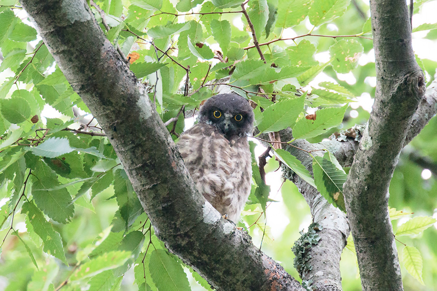 アオバズク アオバズクの画像