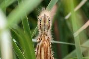 ヨシゴイ ヨシゴイの画像