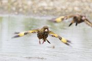 カワラヒワ カワラヒワの画像