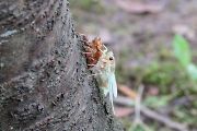 セミの羽化 セミの羽化の画像