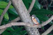 カワセミ カワセミの画像