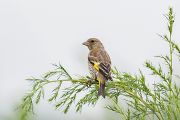 カワラヒワ カワラヒワの画像