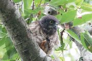 アオバズク アオバズクの画像