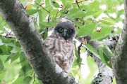 アオバズク アオバズクの画像