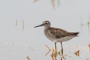 タカブシギ タカブシギの画像