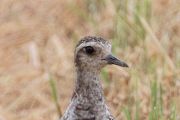ムナグロ ムナグロの画像