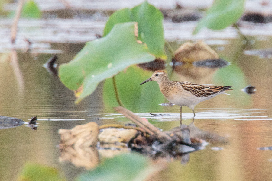 ウズラシギ ウズラシギの画像