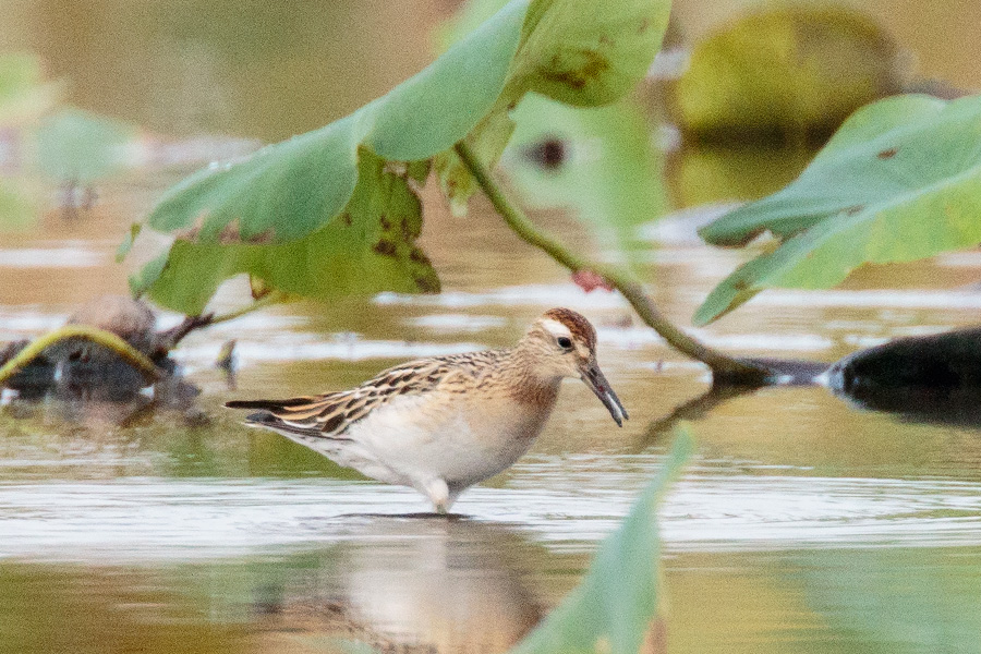 ウズラシギ ウズラシギの画像