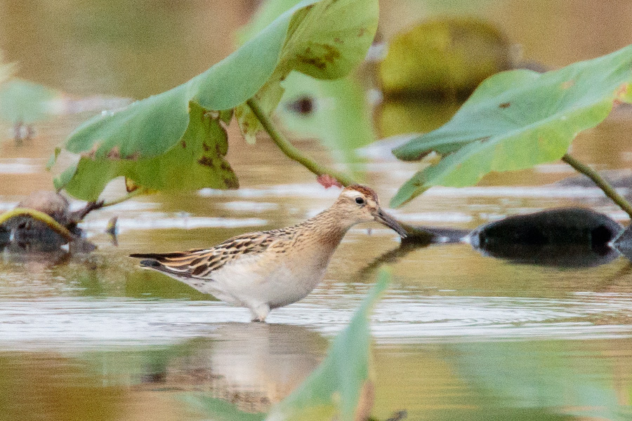 ウズラシギ ウズラシギの画像