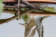 イソシギ イソシギの画像