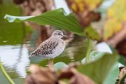 タカブシギ タカブシギの画像