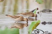 ウズラシギ ウズラシギの画像