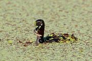 カイツブリ カイツブリの画像