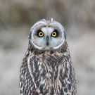 コミミズク コミミズクの画像