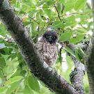 アオバズク アオバズクの画像
