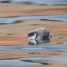 ウミスズメ ウミスズメの画像