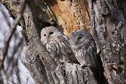 エゾフクロウ エゾフクロウの画像