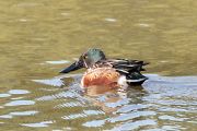 ハシビロガモ ハシビロガモの画像