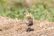ムナグロ ムナグロの画像