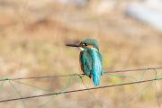 カワセミ カワセミの画像