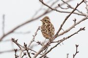 カシラダカ カシラダカの画像