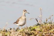 タカブシギ タカブシギの画像
