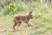 野うさぎ 野うさぎの画像