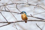 カワセミ カワセミの画像