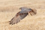 チュウヒ チュウヒの画像